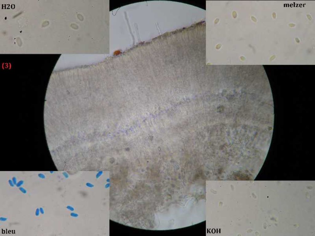 phlebia